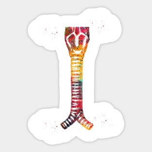 Larynx Anatomy Sticker